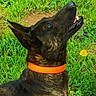 animal, attentive, brindle_coat, canine, daylight, dog, ears, grass, greenery, ground, looking_up, muzzle, nature, orange_collar, outdoor, paw, pet, portrait, sitting, tongue