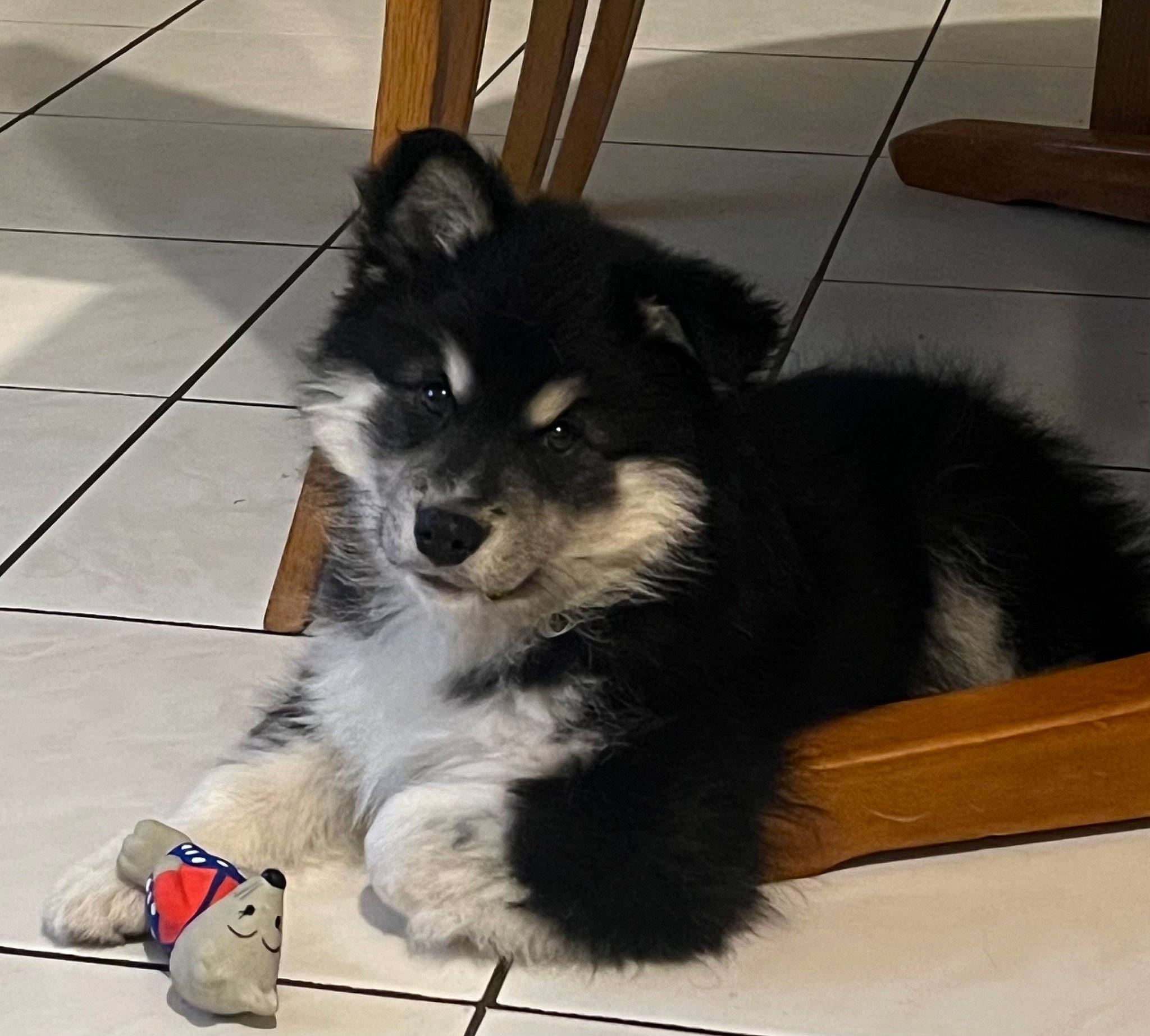 Oréo a rejoint le concours — aidez-le/la à gagner de superbes lots ! ancient_dog_breeds, carnivore, companion_dog, dog, dog_breed, dog_supply, flooring, fur, german_spitz, herding_dog, non_sporting_group, paw, puppy, snout, tail, terrestrial_animal, toy_dog, whiskers, working_animal, working_dog