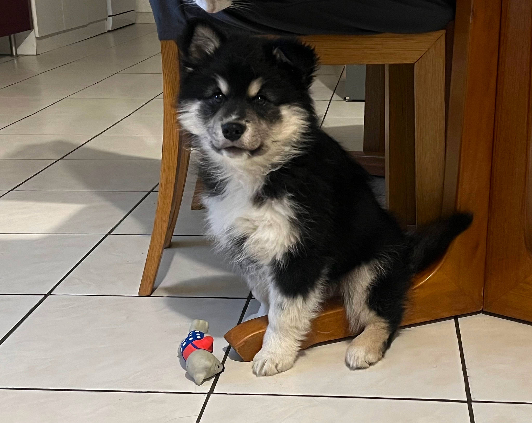 Oréo a rejoint le concours — aidez-le/la à gagner de superbes lots ! ancient_dog_breeds, border_collie, carnivore, chair, collie, companion_dog, dog, dog_breed, dog_supply, flooring, foot, fur, hardwood, herding_dog, tail, toy_dog, whiskers, wood, working_animal, working_dog