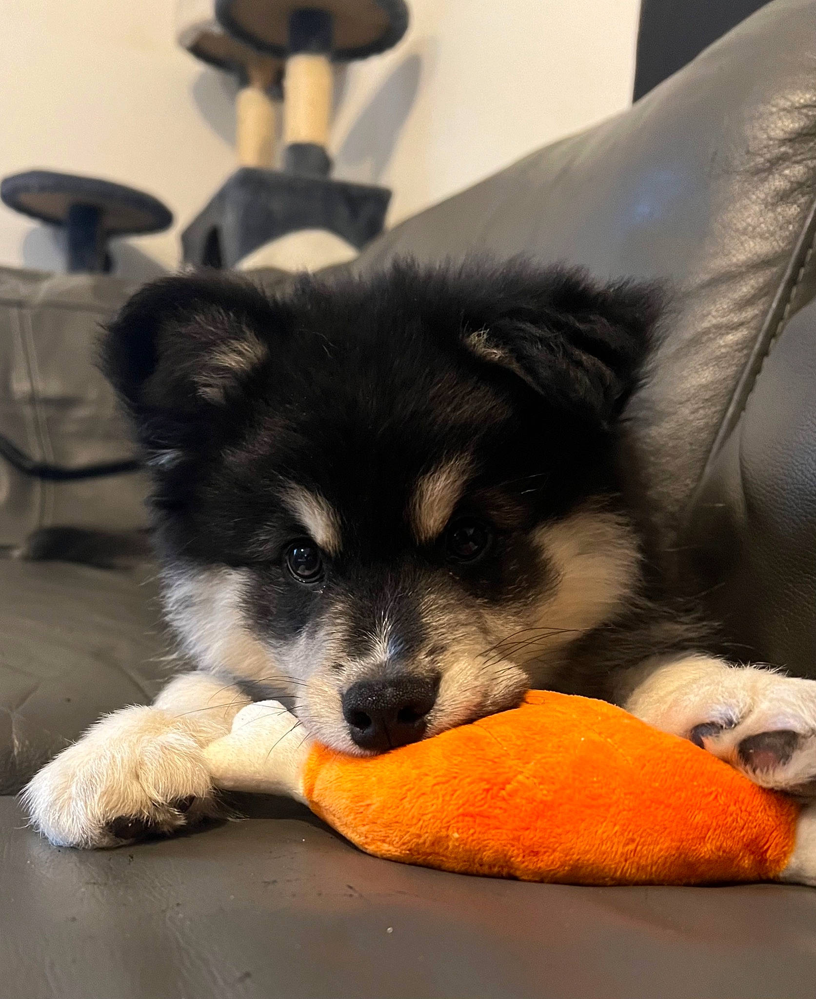 Oréo participe au concours pour gagner de l'argent avec cette photo : canidae, carnivore, claw, comfort, companion_dog, dog, dog_breed, fur, herding_dog, paw, puppy, recipe, snout, sporting_group, sushi, terrestrial_animal, toy_dog, whiskers, working_animal, working_dog