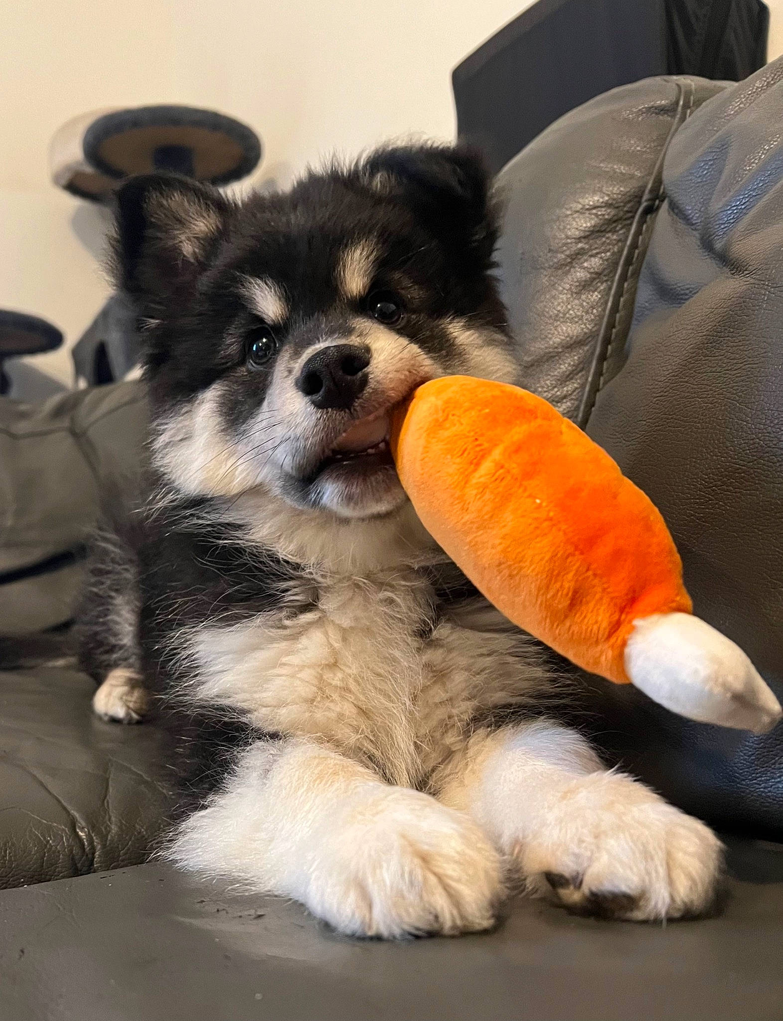 Oréo a rejoint le concours — aidez-le/la à gagner de superbes lots ! canidae, carnivore, chihuahua, comfort, companion_dog, couch, dog, dog_breed, dog_supply, dog_toy, fur, paw, puppy_love, snout, sporting_group, tail, toy, toy_dog, whiskers, working_animal