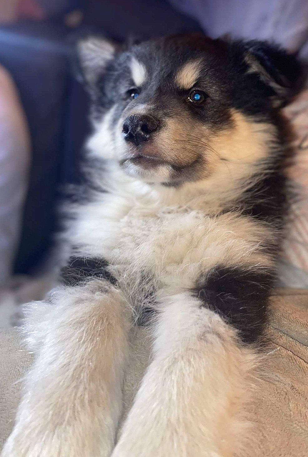 Oréo a rejoint le concours — aidez-le/la à gagner de superbes lots ! canidae, carnivore, companion_dog, dog, dog_breed, fur, herding_dog, puppy, snout, sporting_group, terrestrial_animal, toy_dog, whiskers, working_animal, working_dog