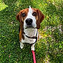 animal, beagle, brown, canine, close_up, collar, cute, daylight, dog, ears, friendly, grass, leash, looking_up, nature, outdoor, paw, pet, sitting, white