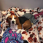 Dunkin joined the competition — help win amazing prizes! animal, beagle, black, blanket, brown, carpet, comfort, cozy, cute, dog, ears, face, fur, indoor, laying_down, looking_up, pet, plush_toy, resting, white