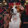 Dunkin joined the competition — help win amazing prizes! animal, background, beagle, brown, christmas, cute, decorations, dog, ear_flop, festive, gift_wrap, holiday, indoor, lights, pet, pine_cone, portrait, presents, sitting, white
