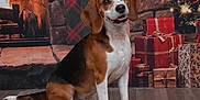 Dunkin joined the competition — help win amazing prizes! animal, beagle, celebration, christmas_decorations, christmas_tree, cozy, decor, dog, festive, fireplace, flooring, holiday, indoor, pet, seasonal, sled, smiling_dog, winter, wooden_sled, wrapped_presents