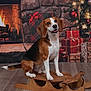 animal, beagle, celebration, christmas_decorations, christmas_tree, cozy, decor, dog, festive, fireplace, flooring, holiday, indoor, pet, seasonal, sled, smiling_dog, winter, wooden_sled, wrapped_presents