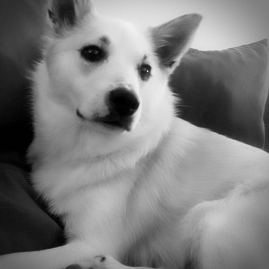 Nala a rejoint le concours — aidez-le/la à gagner de superbes lots ! american_eskimo_dog, berger_blanc_suisse, black_and_white, canidae, carnivore, dog, dog_breed, indian_spitz, japanese_spitz, mammal, non_sporting_group, rare_breed_dog, snout, vertebrate, whiskers, white, white_shepherd