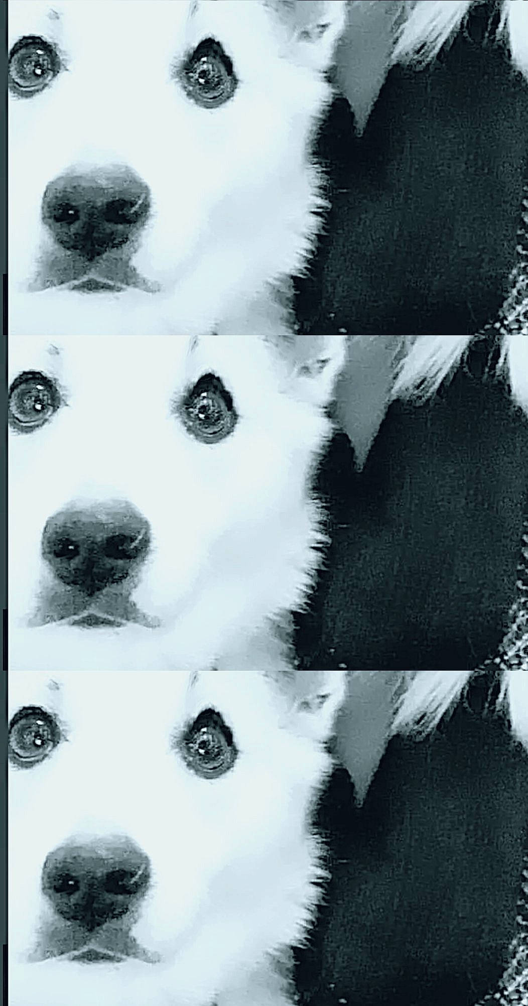 Nala participe au concours pour gagner de l'argent avec cette photo : black_and_white, canadian_eskimo_dog, canidae, carnivore, dog, dog_breed, non_sporting_group, snout