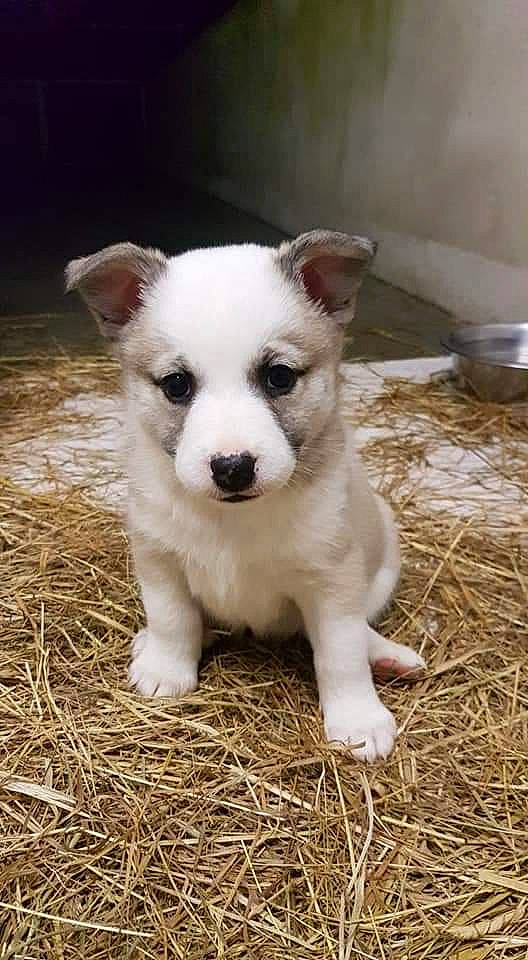 Nala a rejoint le concours — aidez-le/la à gagner de superbes lots ! canaan_dog, canidae, carnivore, dog, dog_breed, kintamani, mammal, puppy, rare_breed_dog, siberian_husky, street_dog, vertebrate