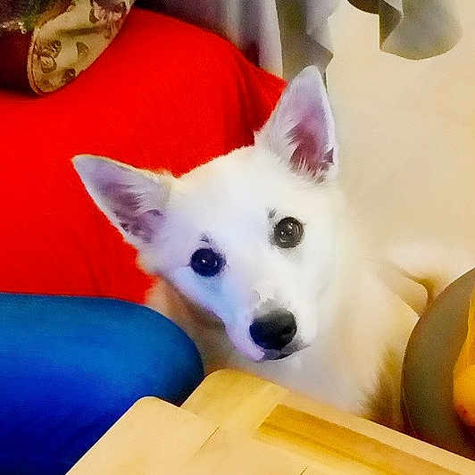Nala