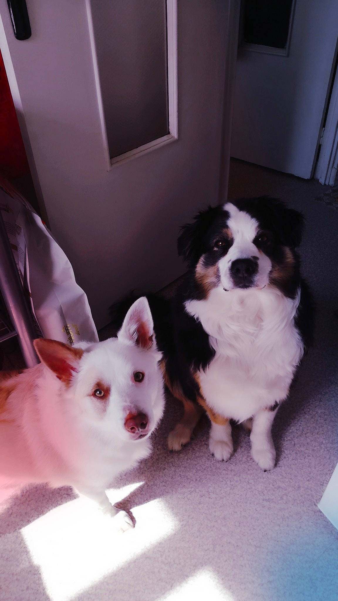 Nùki a rejoint le concours — aidez-le/la à gagner de superbes lots ! border_collie, canidae, cardigan_welsh_corgi, carnivore, companion_dog, dog, dog_breed, mammal, pembroke_welsh_corgi, pomeranian, puppy, puppy_love, toy_dog, vertebrate, welsh_corgi