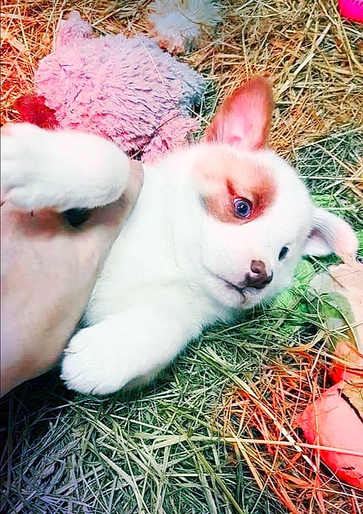 Nùki participe au concours pour gagner de l'argent avec cette photo : canidae, carnivore, dog_breed, easter_bunny, fawn, grass, puppy, whiskers