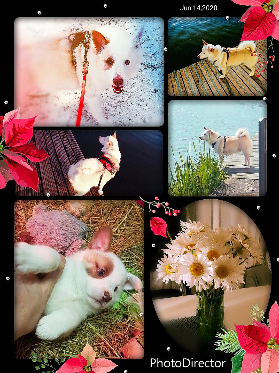 Nùki a rejoint le concours — aidez-le/la à gagner de superbes lots ! adaptation, art, collage, flower, petal, photography, photomontage, pink, plant, rabbits_and_hares, still_life_photography, stock_photography, wildflower