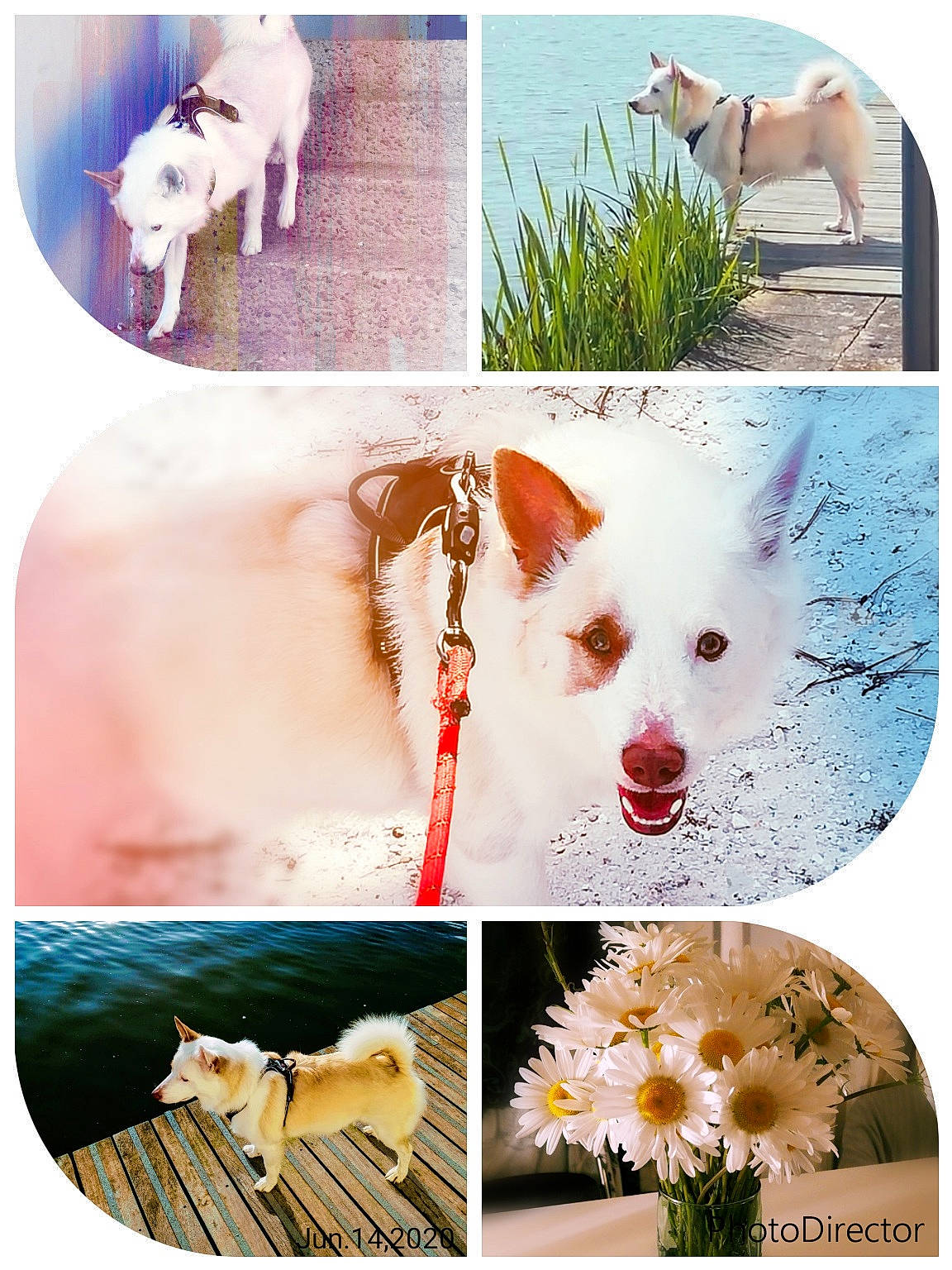 Nùki a rejoint le concours — aidez-le/la à gagner de superbes lots ! art, canidae, carnivore, collage, companion_dog, dog, dog_breed, flower, plant, pomeranian, puppy, wildflower