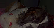 Cooper joined the competition — help win amazing prizes! dog, saint_bernard, sleeping, bed, blanket, plush_toy, cuddling, indoor, bedroom, dim_lighting, green_light, computer_screen, mountain_wallpaper, pink_blanket, relaxed, resting, pet, fluffy, portrait, cozy