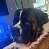 dog, saint_bernard, large_dog, tricolor, fluffy, long_hair, tongue_out, close_up, portrait, pet, indoors, home, kitchen, living_room, black_and_white, brown_fur, blue_lighting, green_lighting, relaxed, face