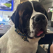 Cooper is registered to the contest to win money with this photo: dog, black_and_white, large_breed, close_up, portrait, nose, tongue, blep, floppy_ears, collar, colorful_collar, fur, pet, indoor, home, living_room, television, sitting, curious, funny