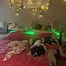 dog, black_and_white_dog, sleeping, bed, bedroom, blanket, plush_toys, stuffed_animals, fairy_lights, string_lights, green_lighting, cozy, indoors, home_decor, poster, wall_decor, pillows, bedding, relaxed, pet