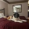 dog, saint_bernard, large_dog, pet, canine, black_and_white, brown_and_white, lying_down, bed, hotel_room, bedspread, bedroom, indoor, mirror, furniture, head, face, tongue, portrait, relaxed