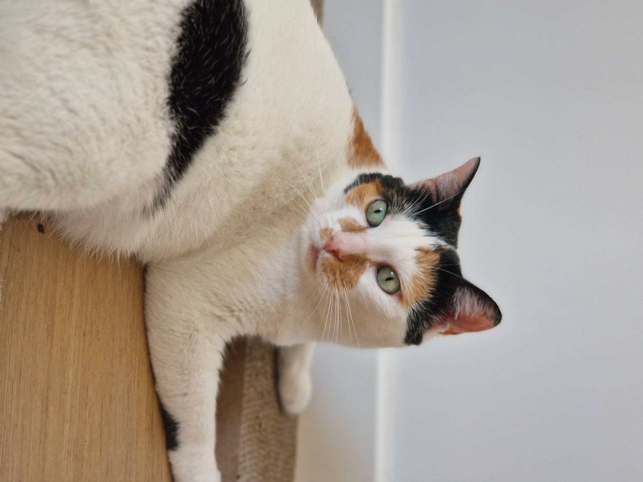 Caline participe au concours pour gagner de l'argent avec cette photo : carnivore, cat, comfort, domestic_short_haired_cat, ear, eye, eyelash, felidae, fur, head, paw, small_to_medium_sized_cats, snout, tail, whiskers, window, wood