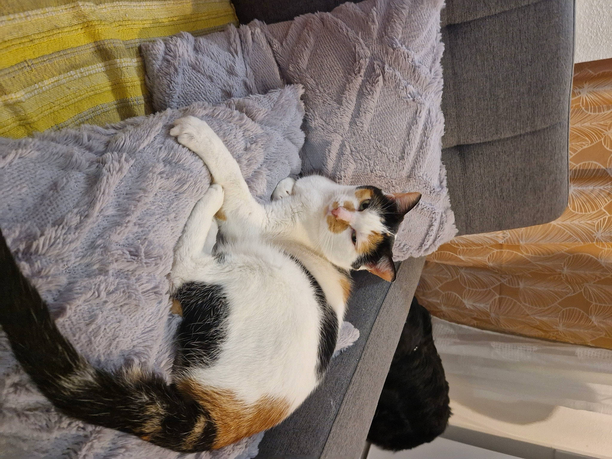 Caline participe au concours pour gagner de l'argent avec cette photo : carnivore, cat, cat_supply, claw, comfort, companion_dog, couch, dog_breed, domestic_short_haired_cat, fawn, felidae, flooring, fur, hardwood, paw, room, small_to_medium_sized_cats, tail, whiskers, wood