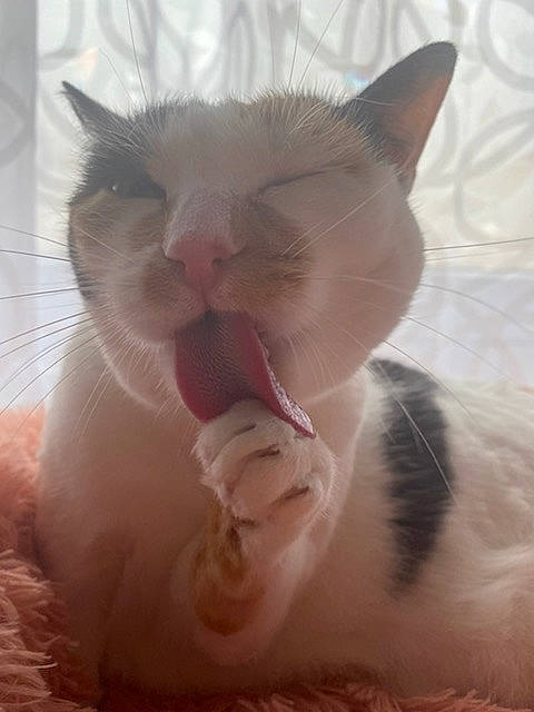 Caline a rejoint le concours — aidez-le/la à gagner de superbes lots ! carnivore, cat, claw, close_up, domestic_short_haired_cat, ear, fang, fawn, felidae, foot, fur, jaw, mammal, paw, small_to_medium_sized_cats, snout, tail, whiskers