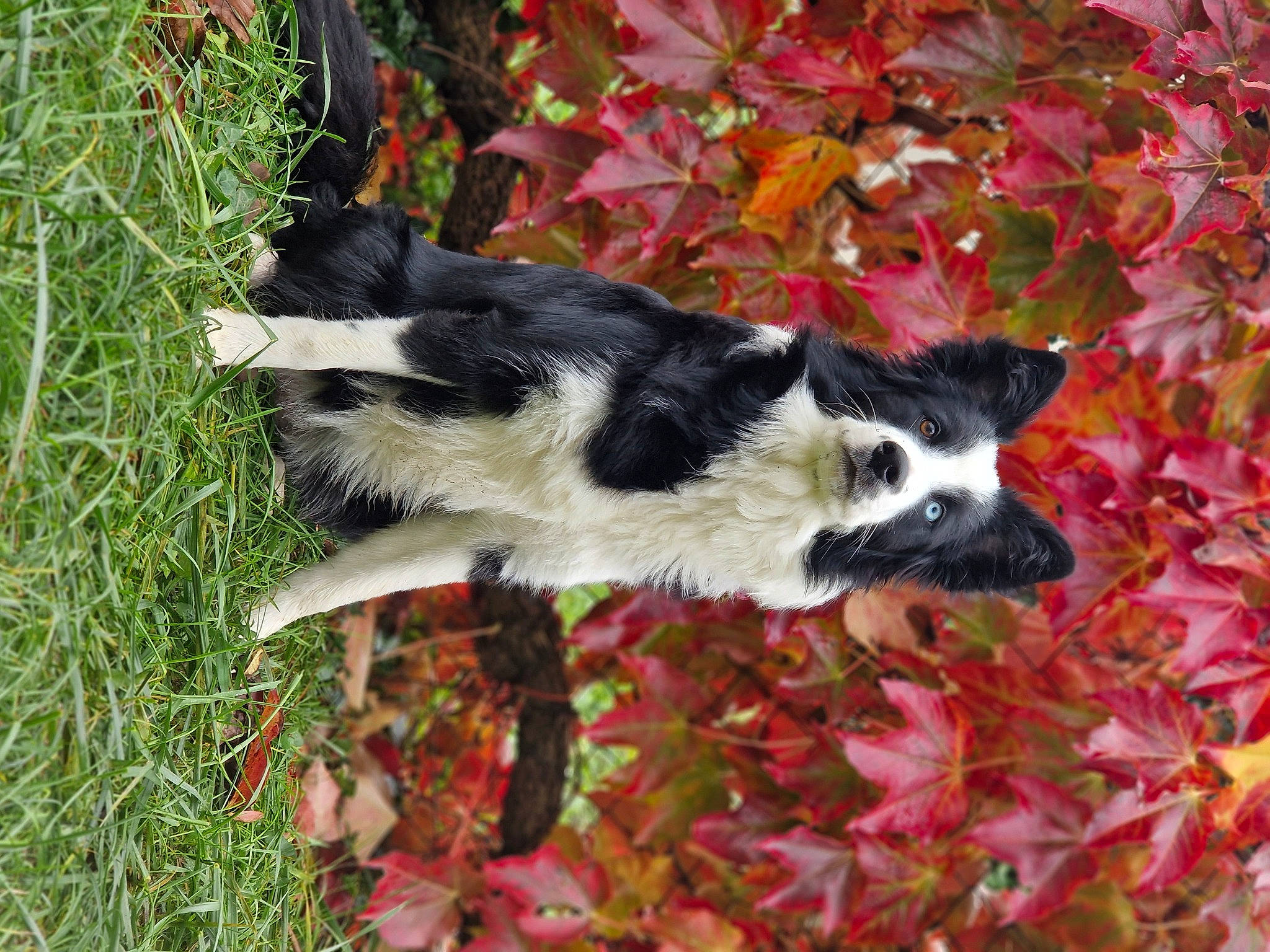 Héra a rejoint le concours — aidez-le/la à gagner de superbes lots ! autumn, border_collie, canidae, carmine, carnivore, companion_dog, dog, dog_breed, fur, grass, herding_dog, plant, sporting_group, tail, tree, working_animal, working_dog