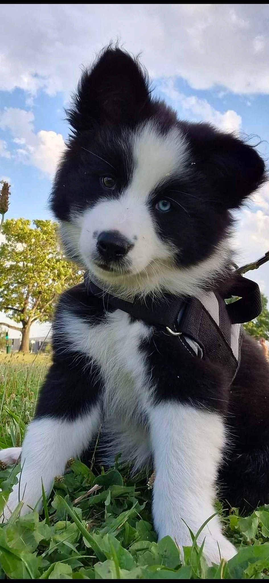 Héra a rejoint le concours — aidez-le/la à gagner de superbes lots ! ancient_dog_breeds, canidae, carnivore, cloud, companion_dog, dog, dog_breed, fur, grass, herding_dog, non_sporting_group, plant, sky, snout, sporting_group, terrestrial_animal, tree, whiskers, working_animal, working_dog