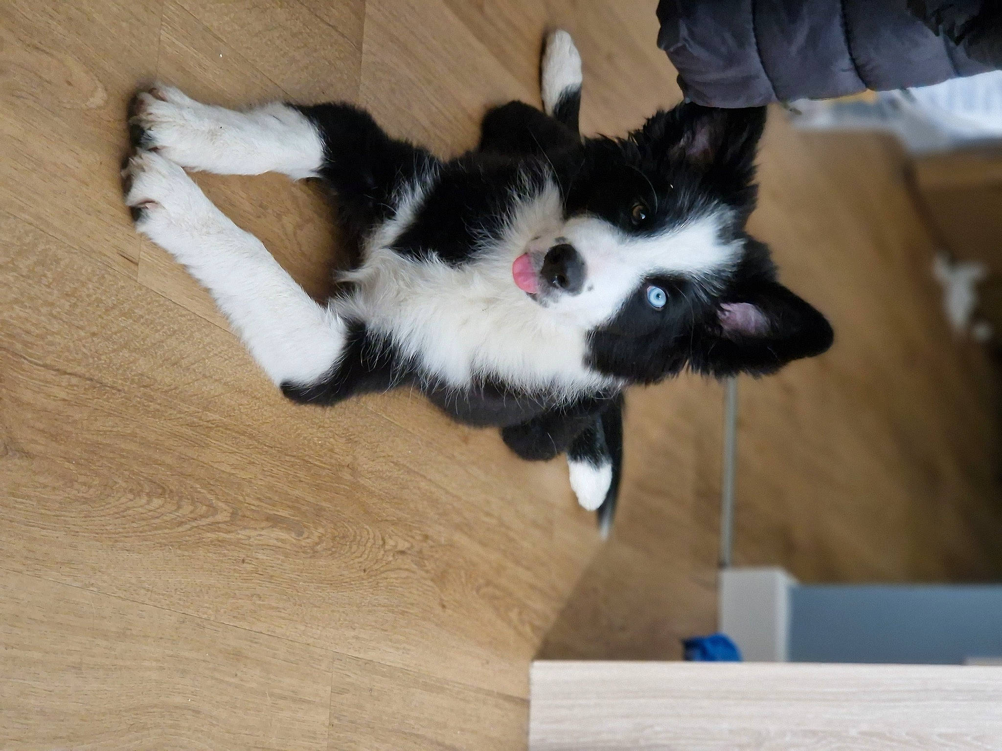 Héra participe au concours pour gagner de l'argent avec cette photo : canidae, carmine, carnivore, cat, claw, comfort, companion_dog, dog_breed, domestic_short_haired_cat, felidae, floor, flooring, fur, hardwood, paw, small_to_medium_sized_cats, sporting_group, tail, whiskers, wood