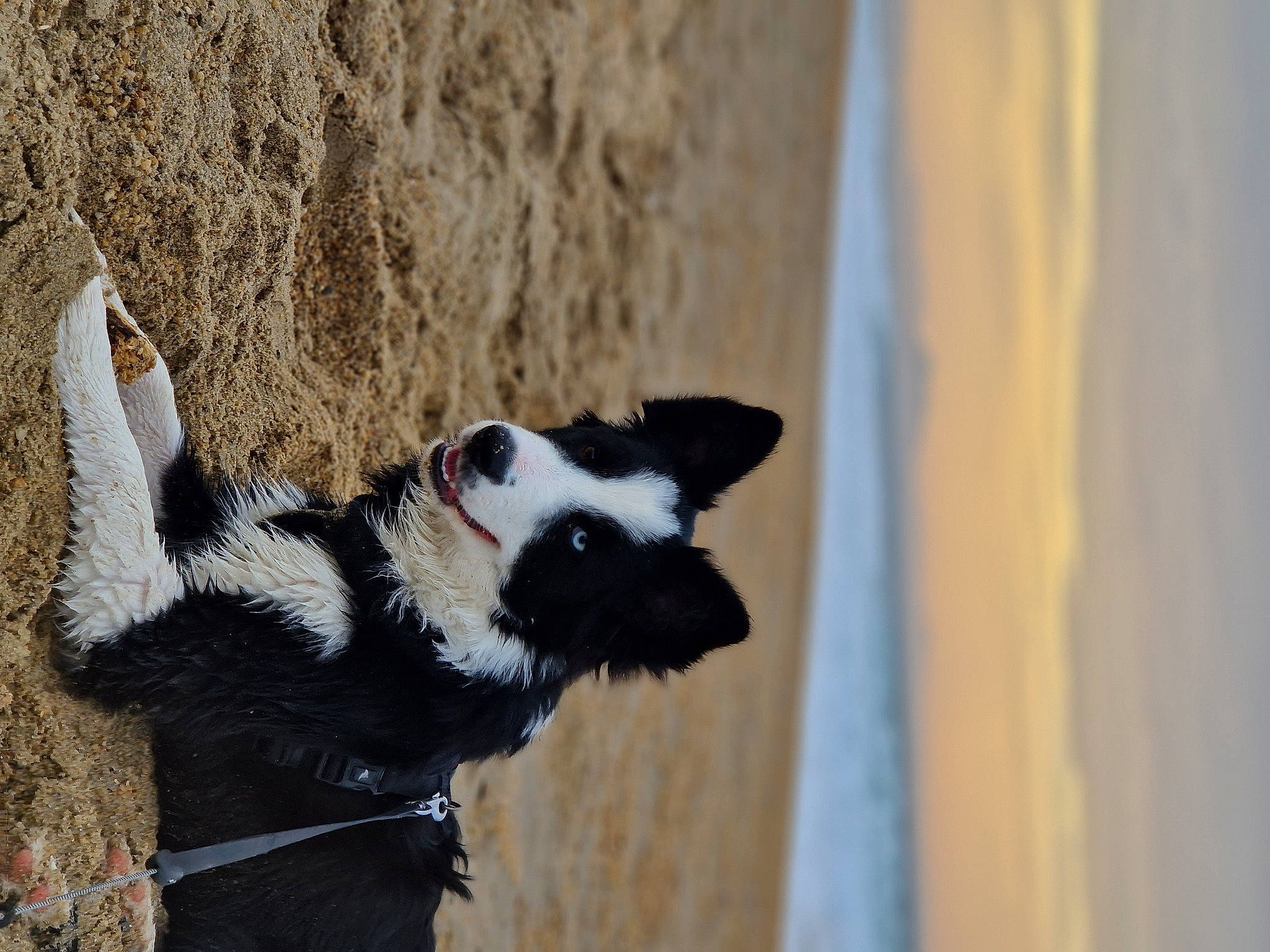 Héra participe au concours pour gagner de l'argent avec cette photo : canidae, carnivore, collar, companion_dog, dog, dog_breed, fawn, fur, plant, snout, sporting_group, tail, terrestrial_animal, tree, trunk, whiskers, wildlife, window, wood, working_animal