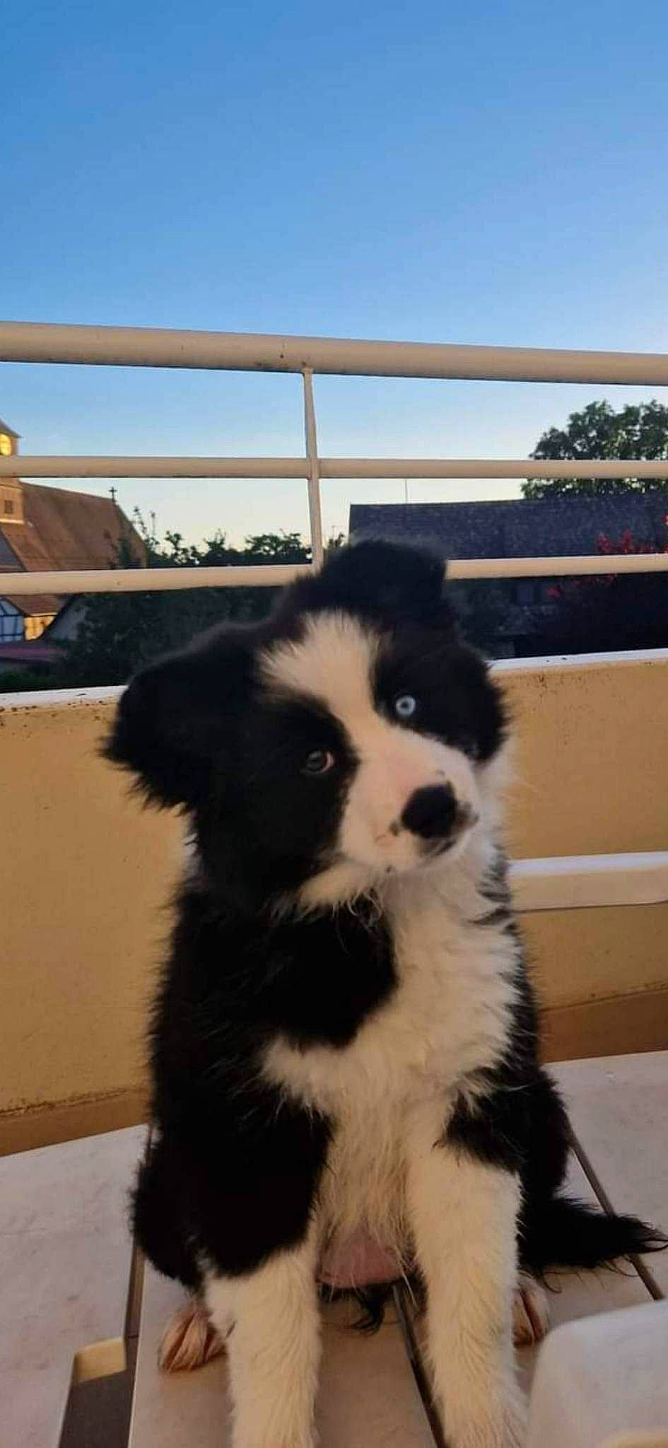 Héra participe au concours pour gagner de l'argent avec cette photo : border_collie, canidae, carnivore, companion_dog, dog, dog_breed, fur, herding_dog, non_sporting_group, sky, snout, sporting_group, terrestrial_animal, toy_dog, working_animal, working_dog