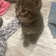 Gary joined the competition — help win amazing prizes! kitten, cat, tabby, floor, indoor, curious, young, pet, feline, fur, whiskers, ears, animal, domestic, soft, texture, fabric, home, cute, small