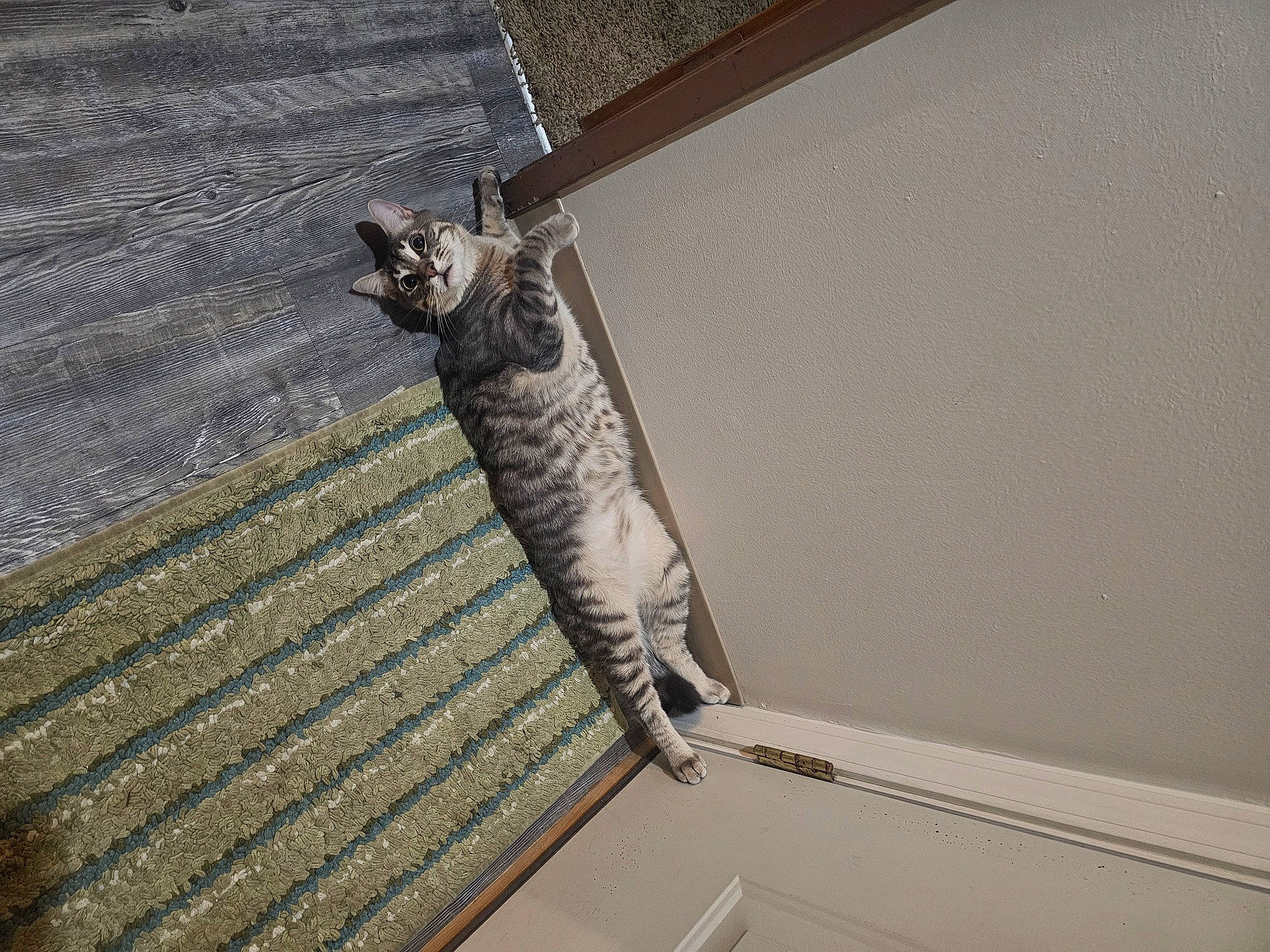 Paso joined the competition — help win amazing prizes! carnivore, cat, ceiling, domestic_short_haired_cat, felidae, flooring, fur, grey, handrail, hardwood, metal, pattern, roof, sculpture, small_to_medium_sized_cats, sporting_group, tail, whiskers, window_covering, wood