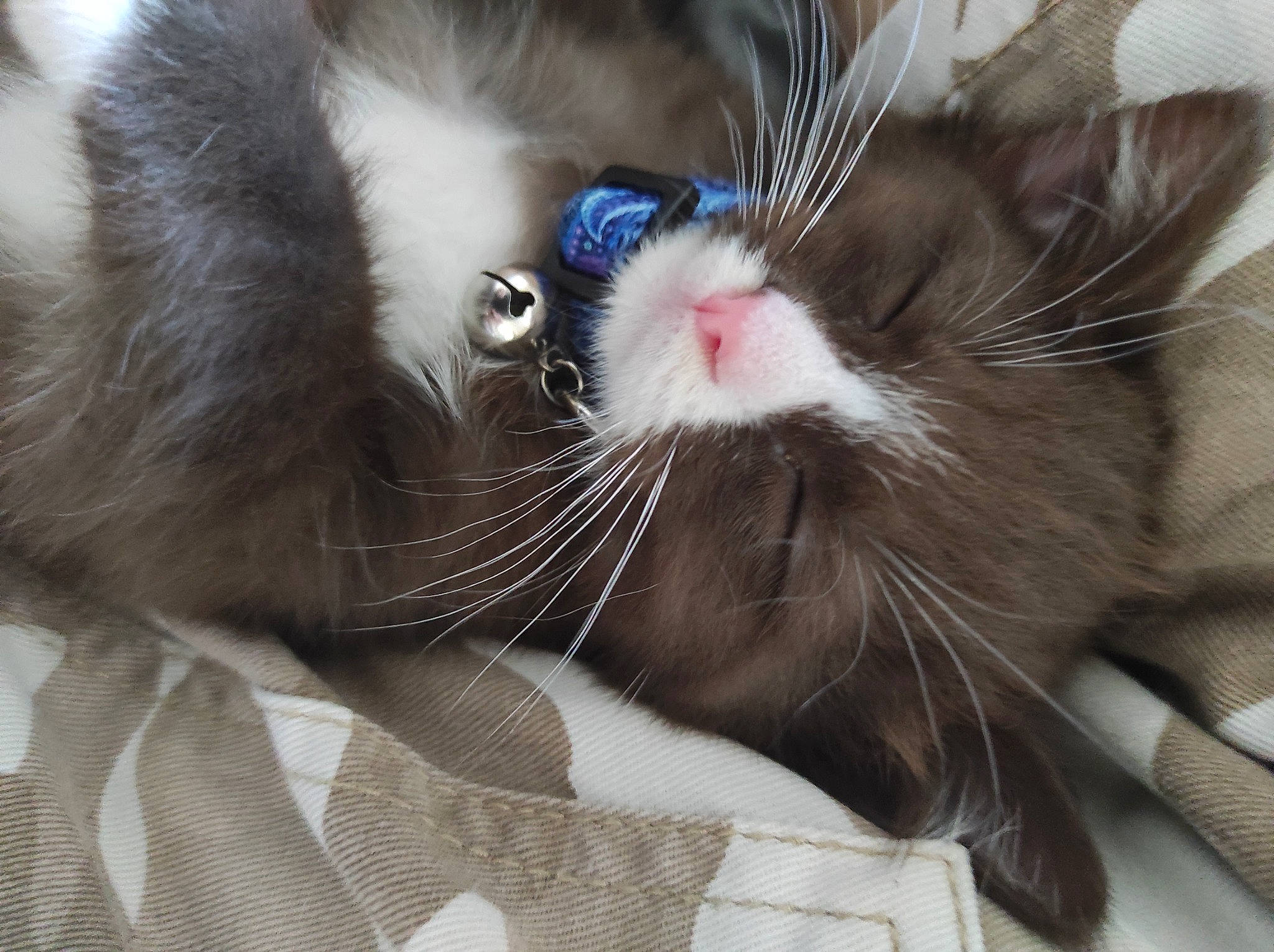 Gravy Bean joined the competition — help win amazing prizes! carnivore, cat, claw, comfort, domestic_short_haired_cat, felidae, foot, fur, nap, paw, small_to_medium_sized_cats, snout, tail, whiskers