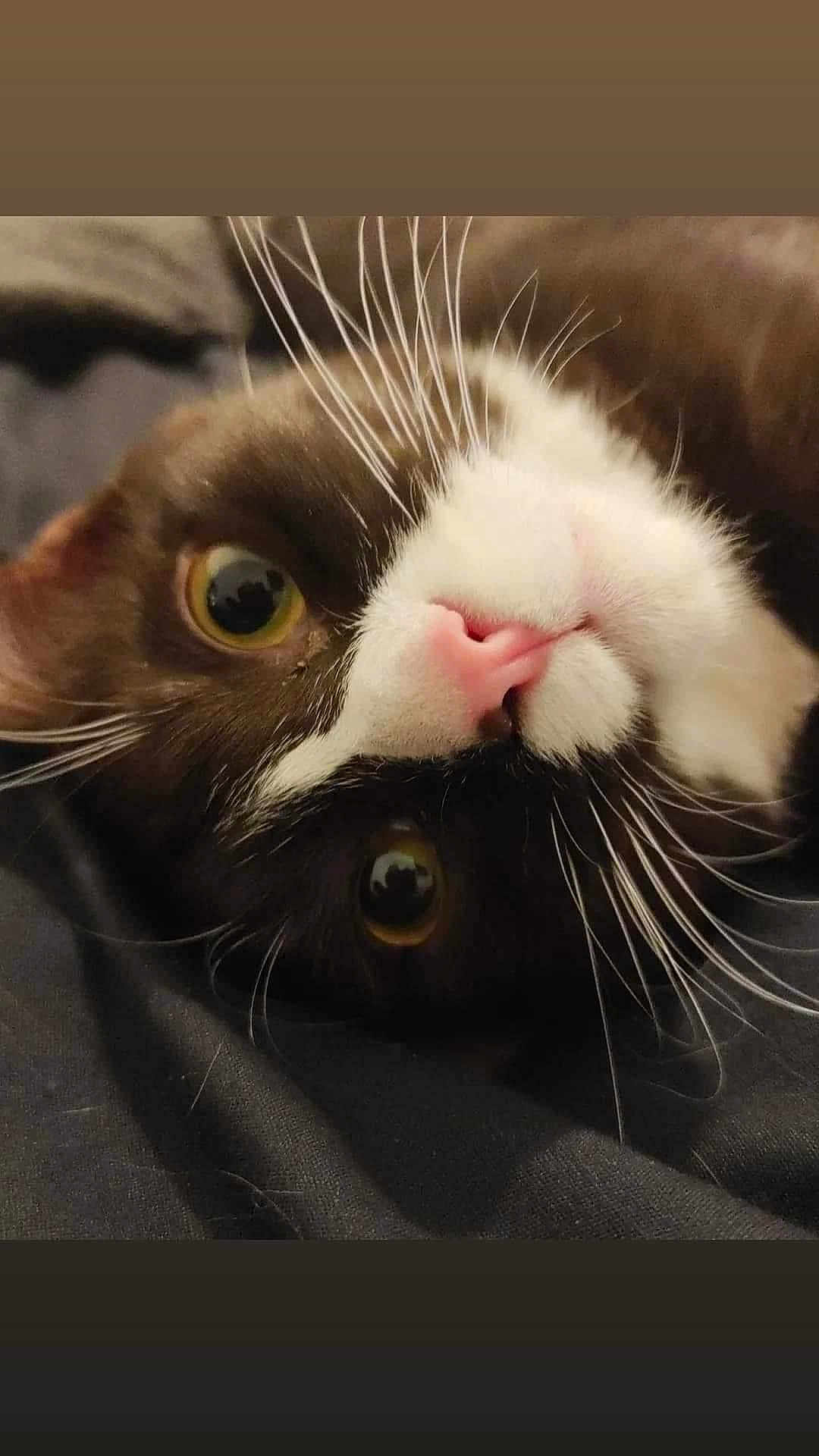 Gravy Bean