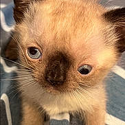 Warrior joined the competition — help win amazing prizes! animal, blue_eyes, cat, close_up, cozy, curious, cute, ears, face, fur, indoor, kitten, pet, portrait, siamese, sleepy, small, striped_fabric, whiskers, young