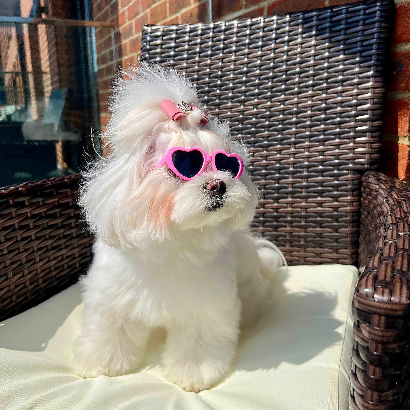 Mia joined the competition — help win amazing prizes! accessories, animal, brick, canine, chair, cushion, dog, face, furniture, glasses, head, homedecor, person, pet, photography, portrait, puppy, sunglasses, terrier, whitedog
