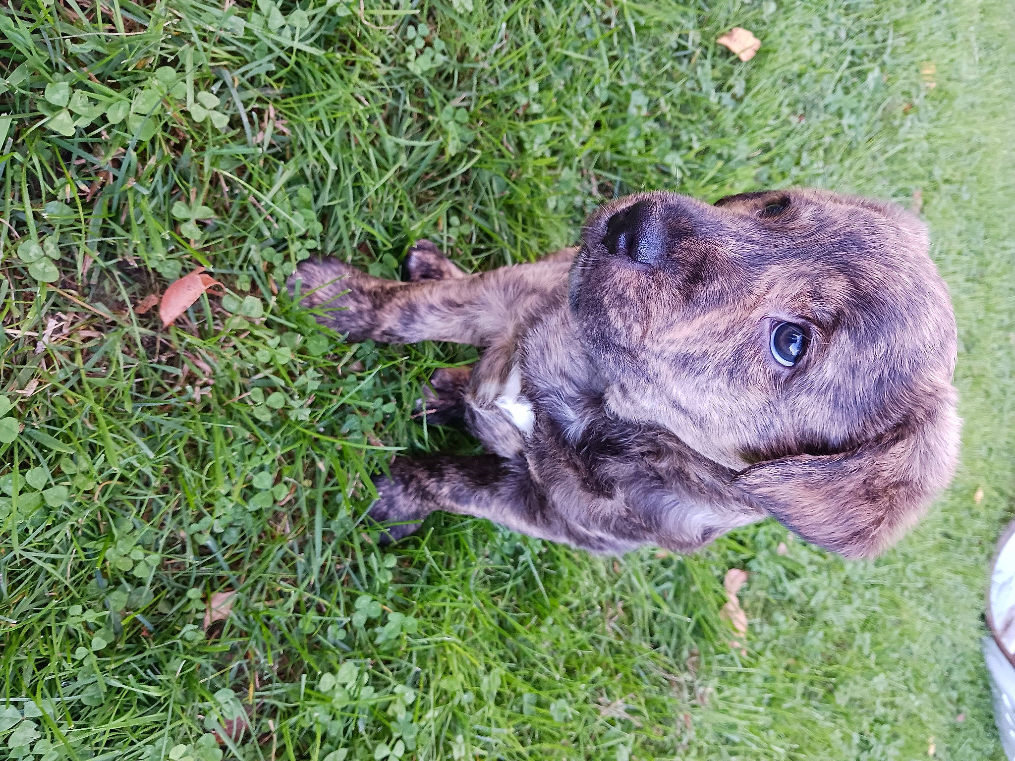 Bruiser joined the competition — help win amazing prizes! canidae, carnivore, cimarron_uruguayo, companion_dog, dog, dog_breed, fawn, grass, groundcover, guard_dog, liver, non_sporting_group, plant, sporting_group, terrestrial_animal, treeing_tennessee_brindle, whiskers, working_animal, working_dog, wrinkle