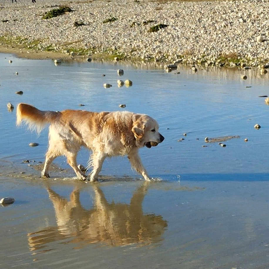 Hepice
