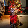 Nala a rejoint le concours — aidez-le/la à gagner de superbes lots ! animal, cat, celebration, christmas_decorations, christmas_tree, cozy, cute, decor, festive, floor_tiles, gingerbread_ornaments, holiday, home, indoor, lights, looking_up, pet, red_bow, tabby_cat, whiskers