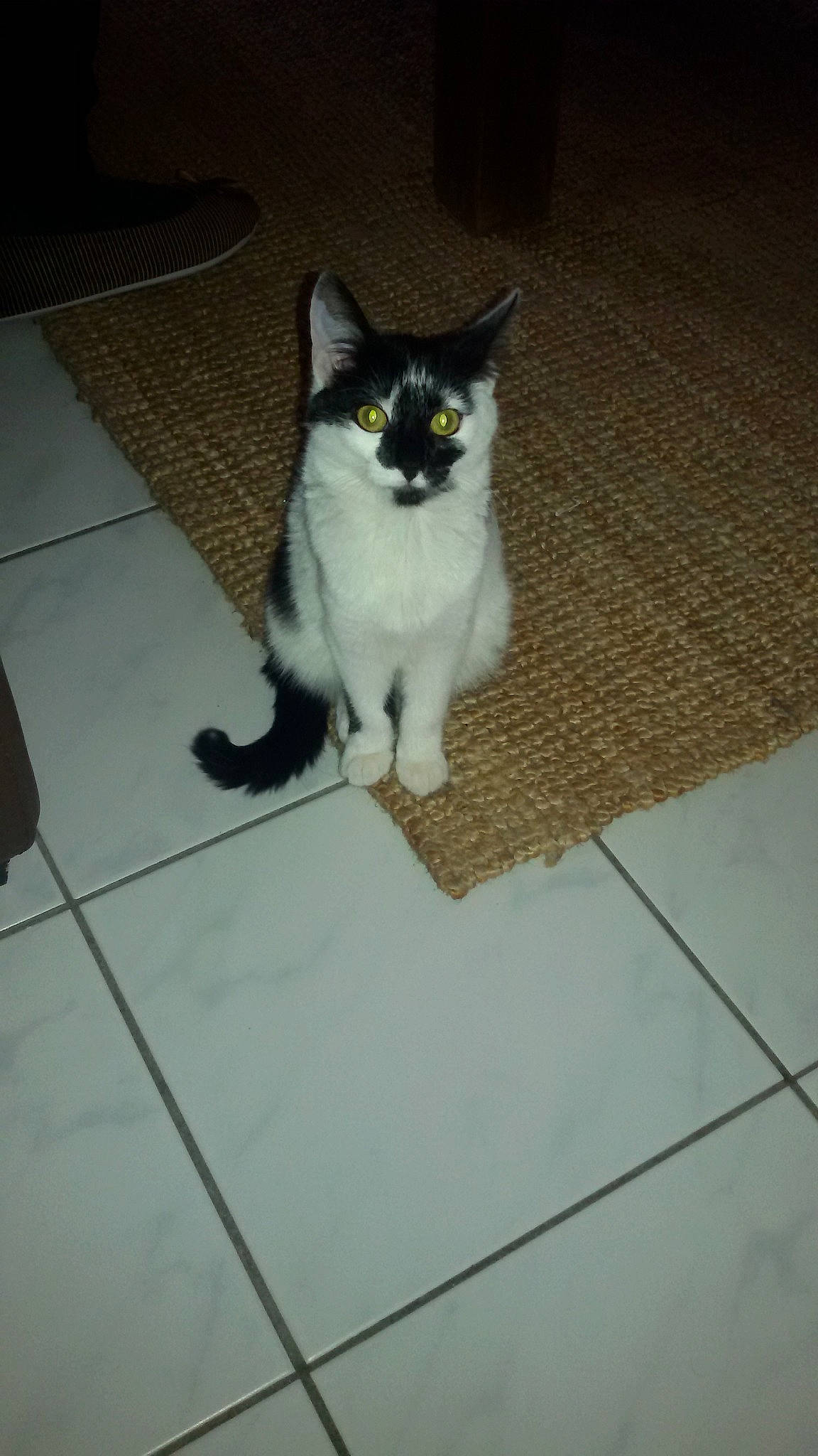 Elfie participe au concours pour gagner de l'argent avec cette photo : carnivore, cat, domestic_long_haired_cat, domestic_short_haired_cat, european_shorthair, eye, fawn, felidae, floor, flooring, hardwood, kitten, mammal, ojos_azules, polydactyl_cat, small_to_medium_sized_cats, tail, tile, whiskers, wood