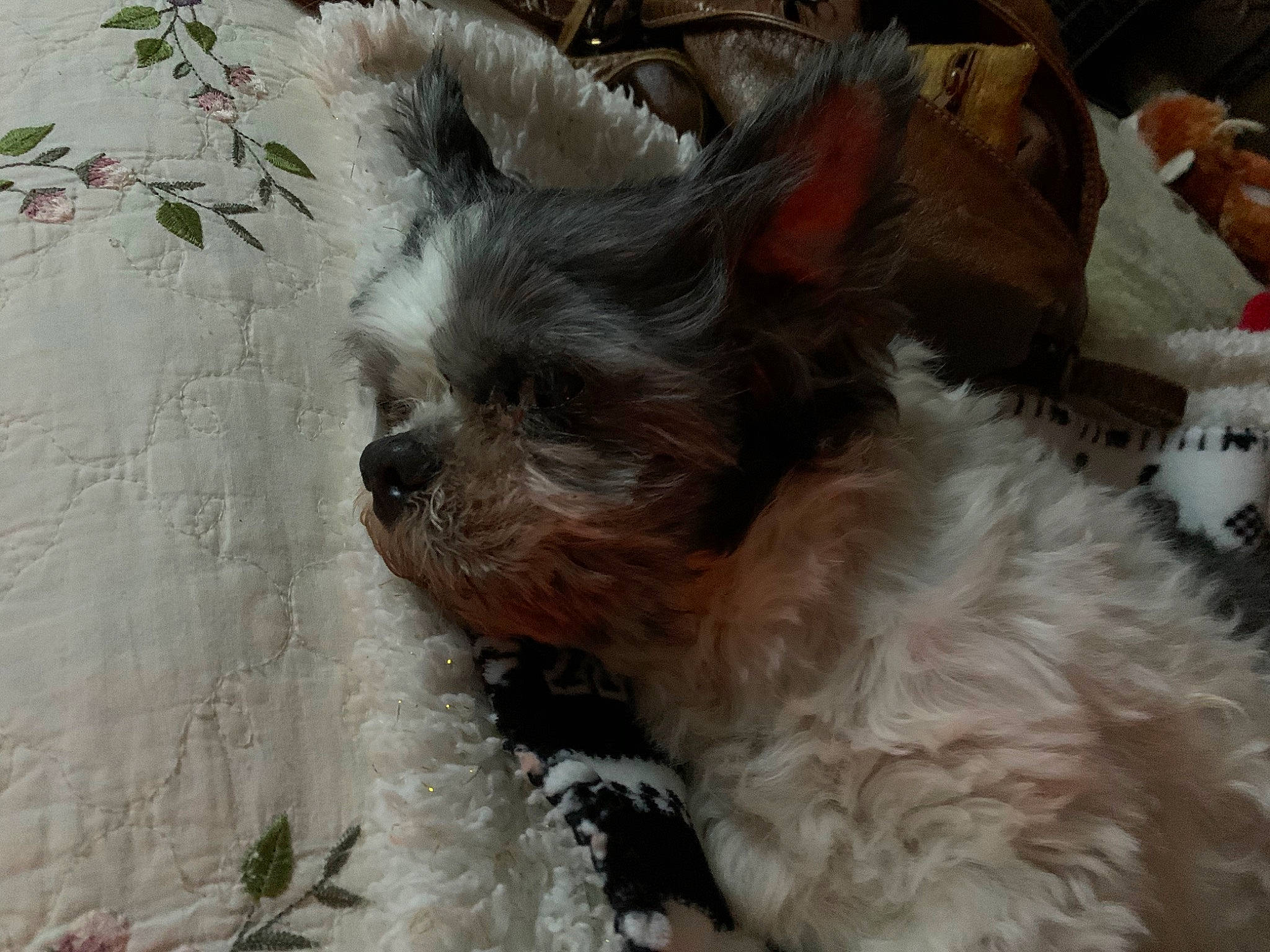 Chachi is registered to the contest to win money with this photo: biewer_terrier, bolonka, cairn_terrier, canidae, carnivore, chinese_imperial_dog, companion_dog, dog, dog_breed, glen_of_imaal_terrier, mammal, morkie, puppy, schnoodle, small_terrier, snout, terrier, toy_dog, yorkipoo, yorkshire_terrier