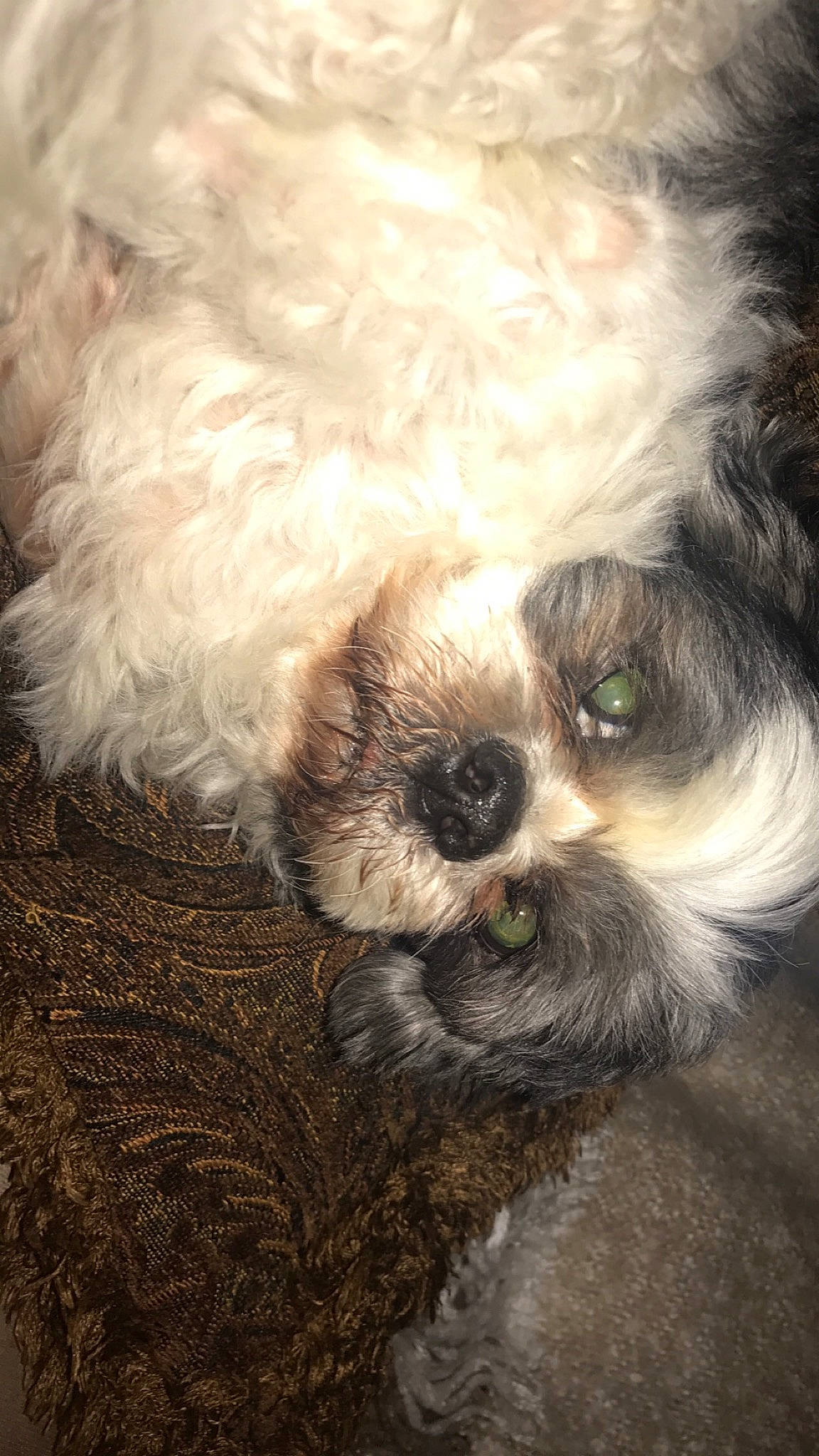 Chachi is registered to the contest to win money with this photo: bolonka, canidae, cavachon, cavapoo, cockapoo, companion_dog, dog, dog_breed, kyi_leo, maltepoo, mammal, nose, pekapoo, poodle_crossbreed, puppy, schnoodle, shih_poo, shih_tzu, snout, vertebrate