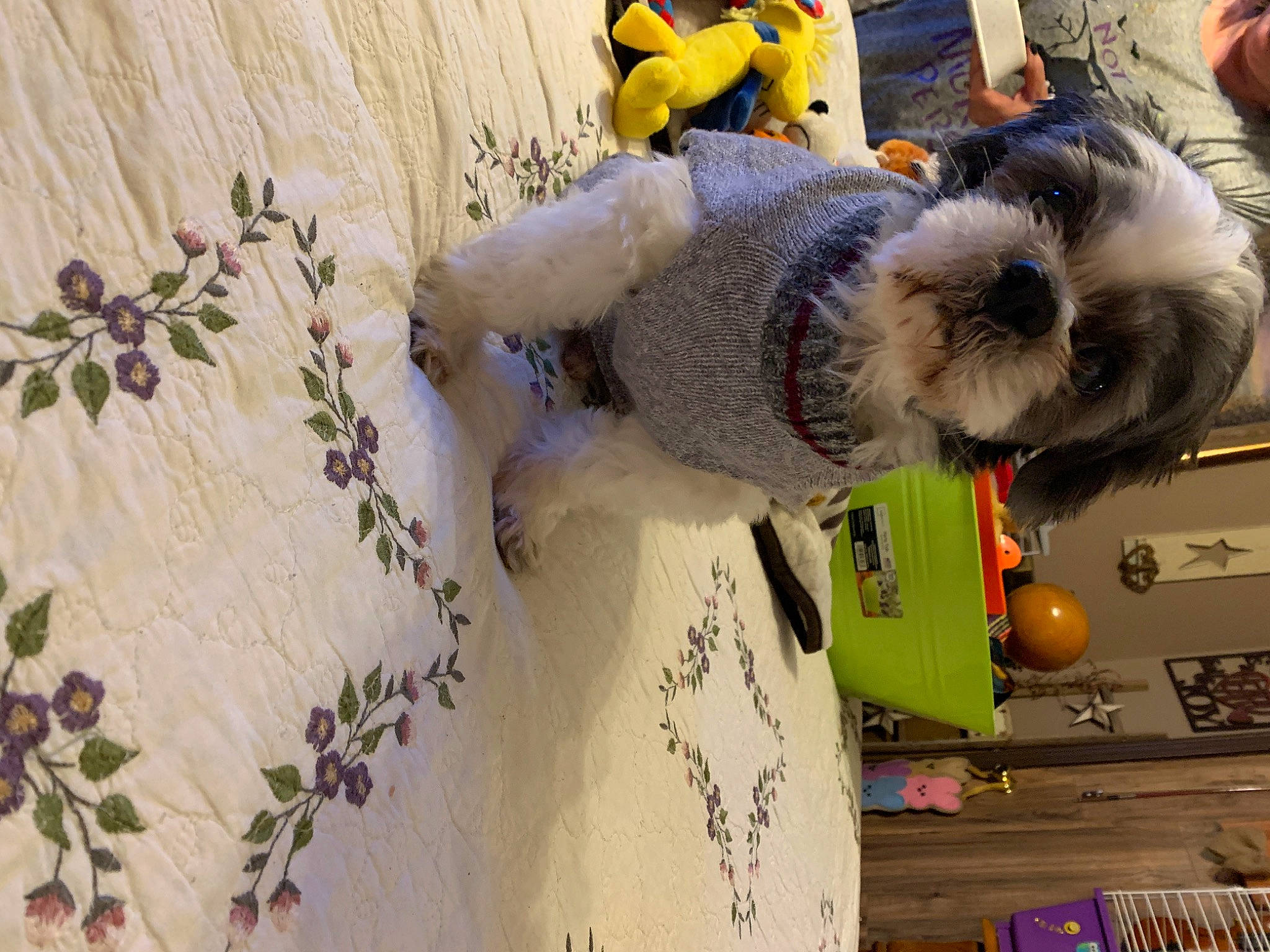 Chachi is registered to the contest to win money with this photo: fur