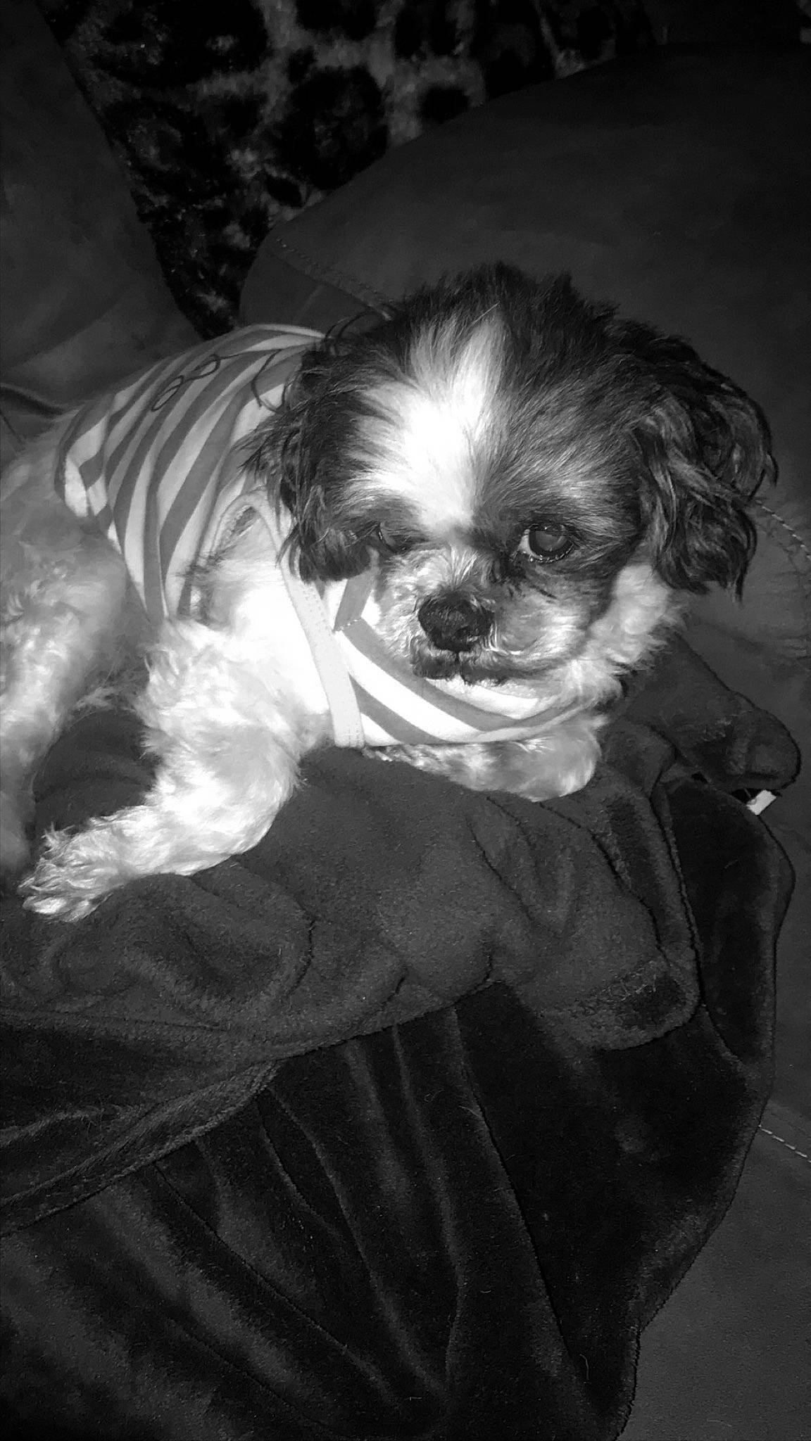 Chachi is registered to the contest to win money with this photo: black, black_and_white, canidae, carnivore, cavapoo, chinese_imperial_dog, companion_dog, dog, dog_breed, kyi_leo, lhasa_apso, morkie, pekapoo, photography, puppy, schnoodle, shih_tzu, snout, sporting_group, toy_dog