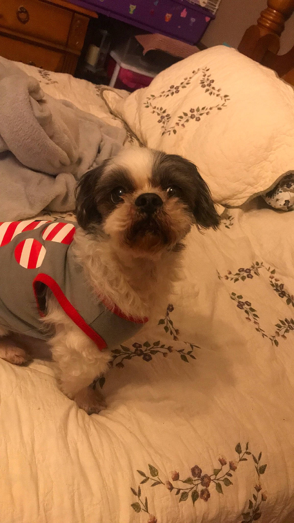 Chachi is registered to the contest to win money with this photo: canidae, carnivore, chinese_imperial_dog, companion_dog, dog, dog_breed, dog_clothes, japanese_chin, mammal, pekingese, puppy, puppy_love, rare_breed_dog, shih_tzu, snout, toy_dog