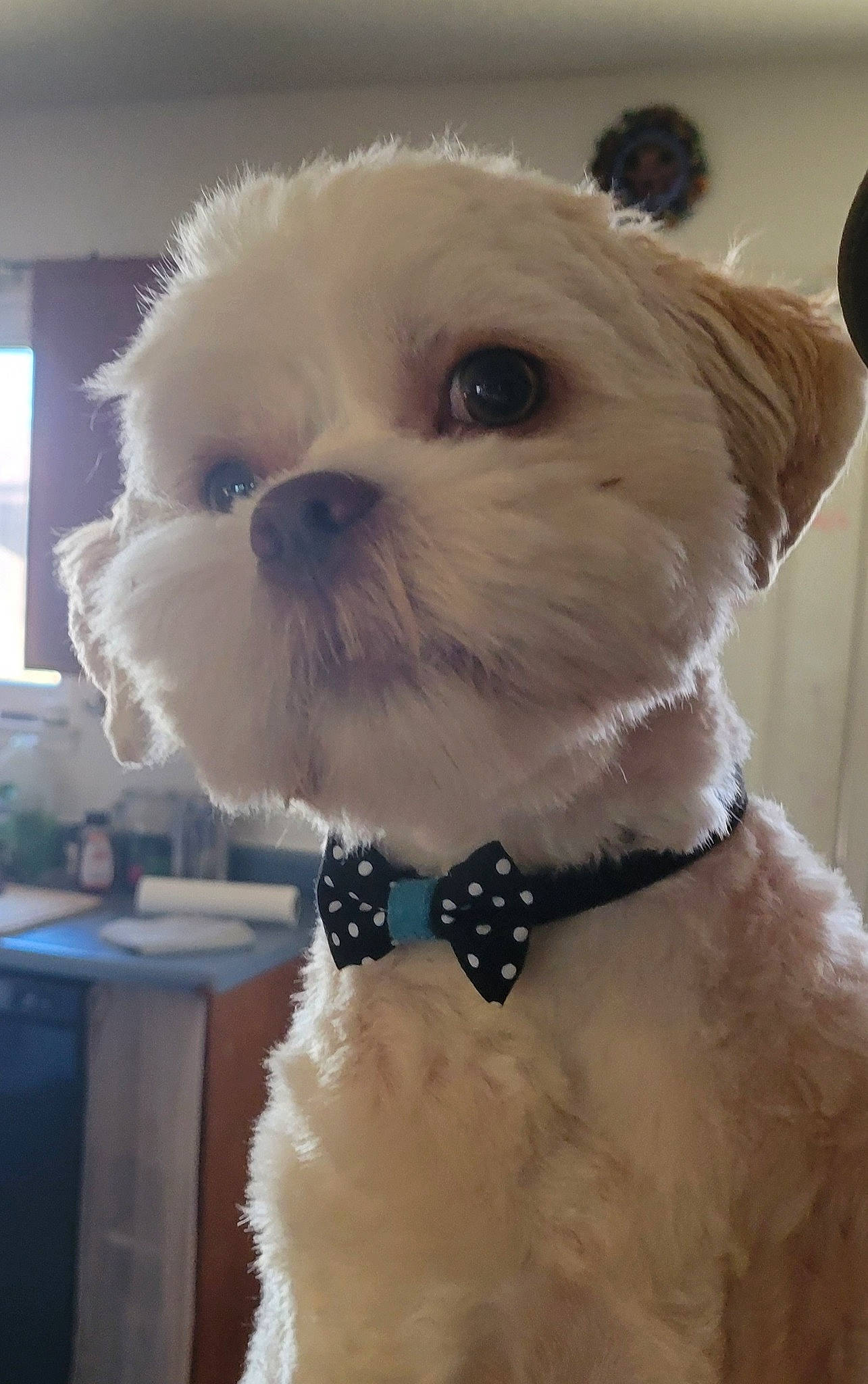 Casper joined the competition — help win amazing prizes! bow_tie, canidae, carnivore, collar, companion_dog, dog, dog_breed, dog_clothes, dog_collar, dog_supply, eyewear, fawn, fur, pet_supply, snout, sporting_group, toy, toy_dog, whiskers, working_animal