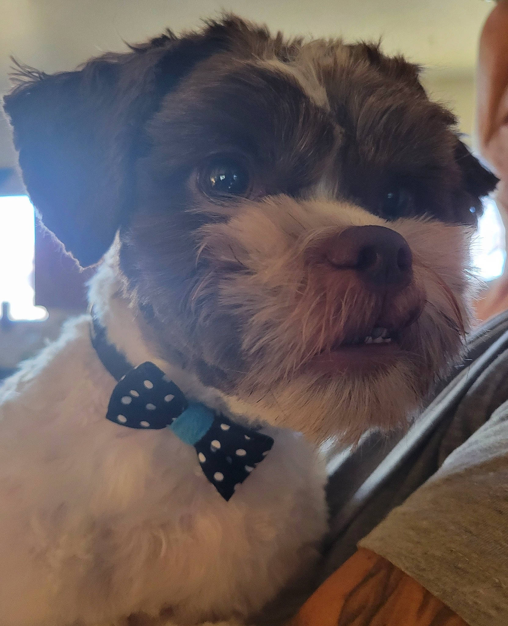 Oliver is registered to the contest to win money with this photo: canidae, carnivore, collar, companion_dog, dog, dog_breed, dog_collar, dog_supply, fashion_accessory, fur, liver, paw, pet_supply, schnauzer, small_terrier, snout, sporting_group, terrier, toy_dog, working_animal