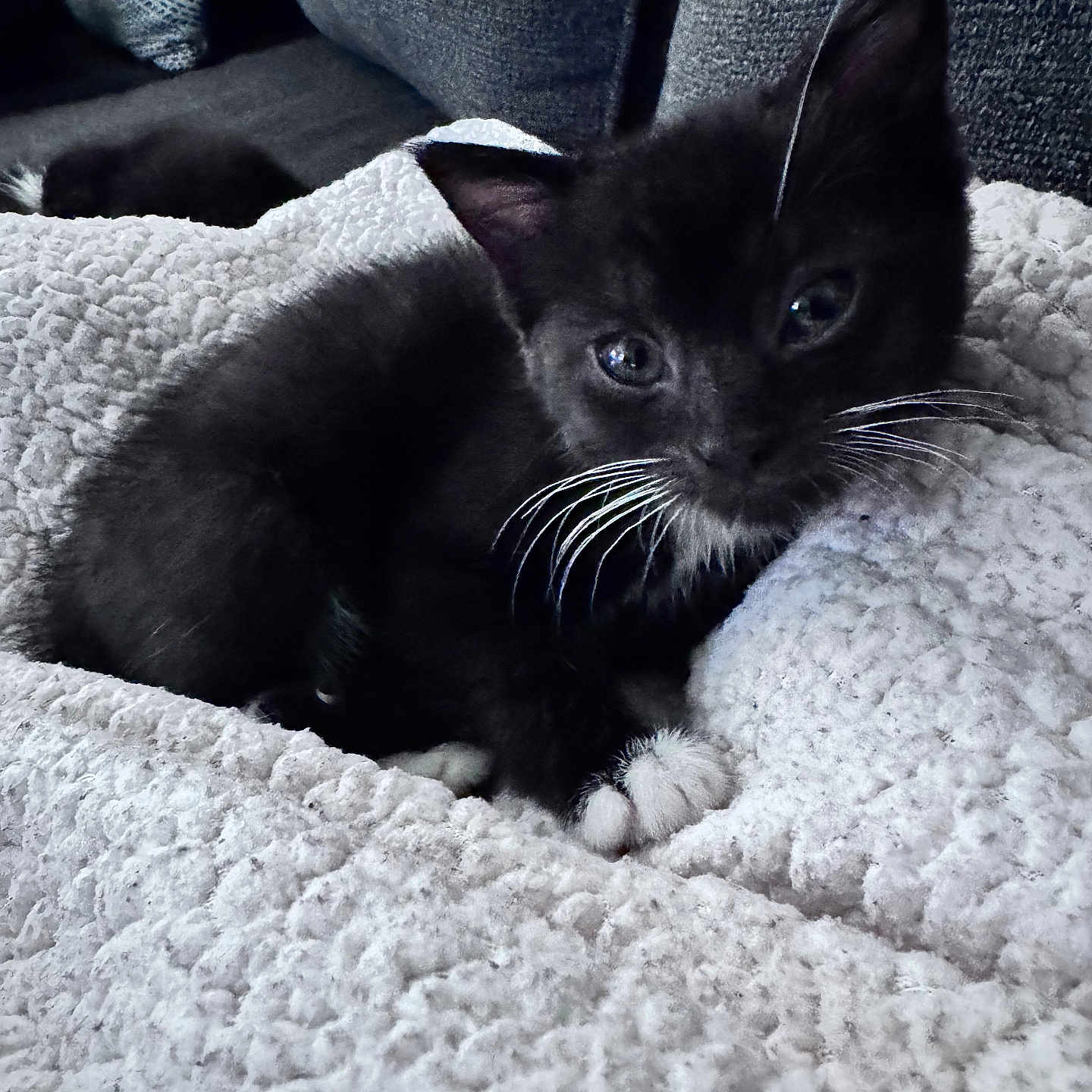 Boots joined the competition — help win amazing prizes! animal, black_cat, blanket, cat, closeup, couch, cozy, cute, fur, furniture, indoor, kitten, paw, pet, resting, sleepy, small, soft, texture, whiskers